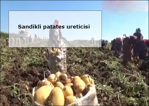 Sandikli-patates-ureticisi