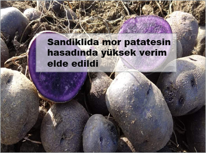 Sandiklida-mor-patatesin-hasadinda-yuksek-verim-elde-edildi